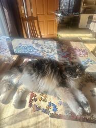 Lost Female Cat last seen Near Pfitzer Road, Glades West - Loveland, Loveland, CO 80538