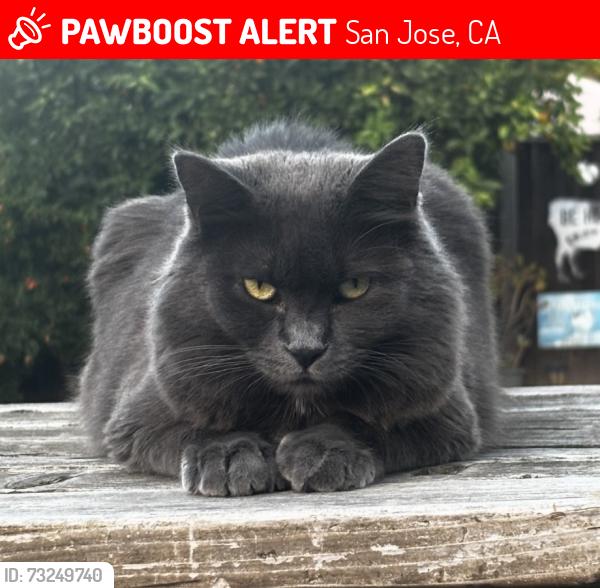 Lost Female Cat last seen Coyote/Blossom Hill/Silver Creek Valley Rd, San Jose, CA 95111