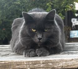 Lost Female Cat last seen Coyote/Blossom Hill/Silver Creek Valley Rd, San Jose, CA 95111