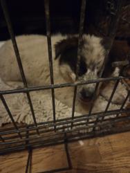 Found/Stray Male Dog last seen San Bernardino Del Rosa and Date street, San Bernardino, CA 92404