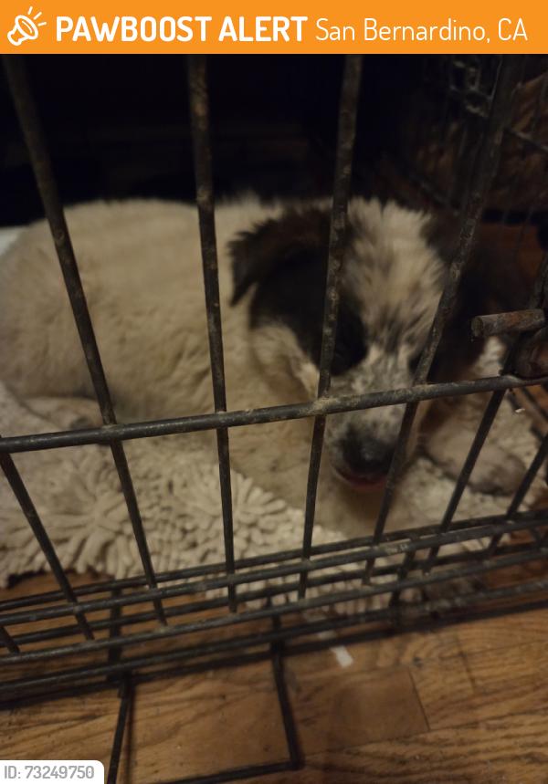 Found/Stray Male Dog last seen San Bernardino Del Rosa and Date street, San Bernardino, CA 92404