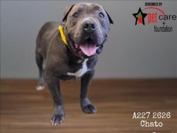 Shelter Stray Male Dog last seen , 1850 W 60th St, Los Angeles, CA 90047, USA