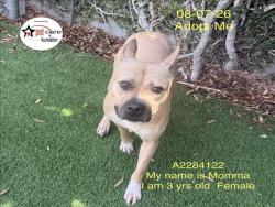 Shelter Stray Female Dog last seen , 1850 W 60th St, Los Angeles, CA 90047, USA