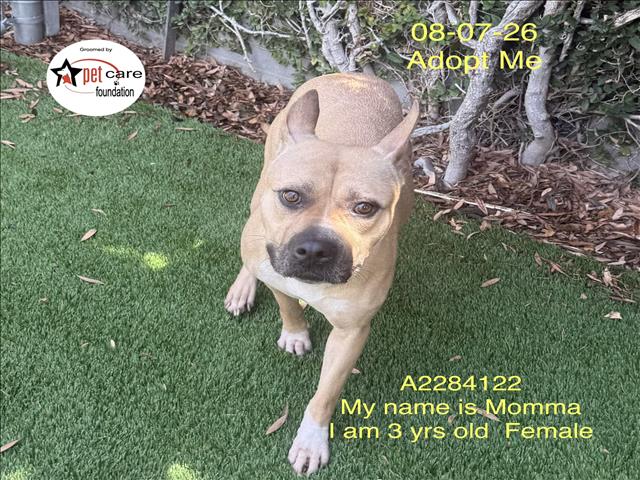 Shelter Stray Female Dog last seen , 1850 W 60th St, Los Angeles, CA 90047, USA