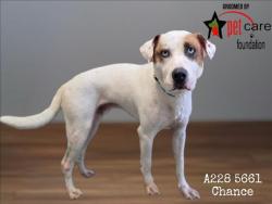 Shelter Stray Male Dog last seen , 1850 W 60th St, Los Angeles, CA 90047, USA
