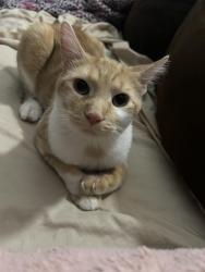 Lost Male Cat last seen Kostner,Thomas, Chicago, IL 60651