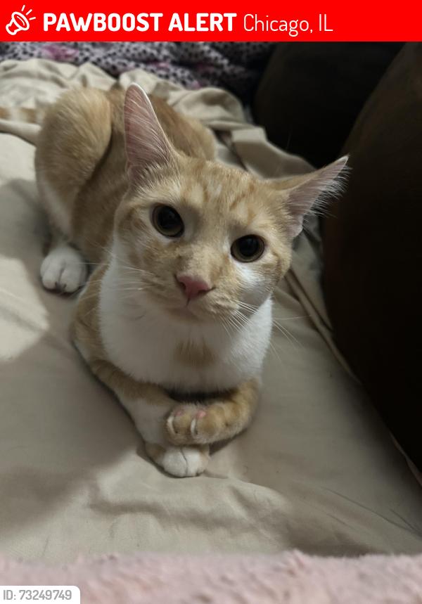 Lost Male Cat last seen Kostner,Thomas, Chicago, IL 60651