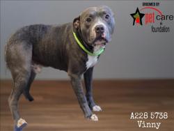 Shelter Stray Male Dog last seen , 1850 W 60th St, Los Angeles, CA 90047, USA