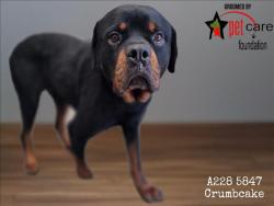 Shelter Stray Male Dog last seen , 1850 W 60th St, Los Angeles, CA 90047, USA