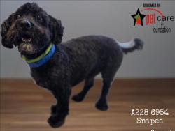 Shelter Stray Male Dog last seen , 1850 W 60th St, Los Angeles, CA 90047, USA