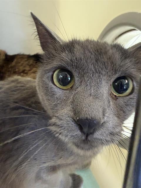 Shelter Stray Female Cat last seen Near BLK CALIFORNIA AV BAKERSFIELD,CA, 201 S Mt Vernon Ave, Bakersfield, CA 93307, USA