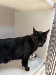Shelter Stray Male Cat last seen Near BLK CALIFORNIA AV BAKERSFIELD,CA, 201 S Mt Vernon Ave, Bakersfield, CA 93307, USA