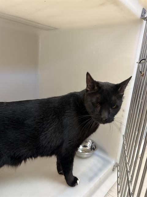 Shelter Stray Male Cat last seen Near BLK CALIFORNIA AV BAKERSFIELD,CA, 201 S Mt Vernon Ave, Bakersfield, CA 93307, USA
