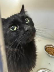 Shelter Stray Female Cat last seen Near BLK CALIFORNIA AV BAKERSFIELD,CA, 201 S Mt Vernon Ave, Bakersfield, CA 93307, USA