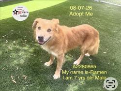 Shelter Stray Male Dog last seen , 1850 W 60th St, Los Angeles, CA 90047, USA