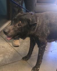 Shelter Stray Male Dog last seen Near BLOCK GUARANDA PL BAKERSFIELD, 201 S Mt Vernon Ave, Bakersfield, CA 93307, USA