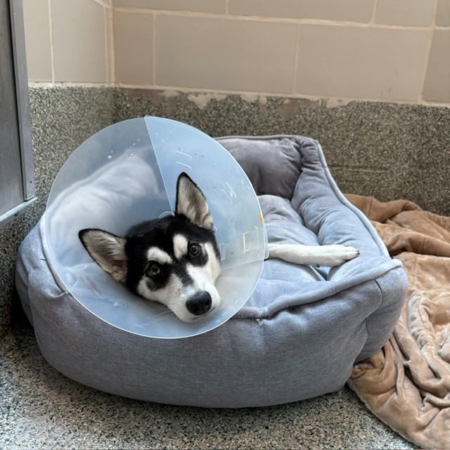 Shelter Stray Female Dog last seen BOSTON, 350 S Huntington Ave, Jamaica Plain, MA 02130, USA