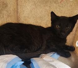 Shelter Stray Female Cat last seen , 11361 W Pico Blvd, Los Angeles, CA 90064, USA