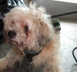 Shelter Stray Male Dog last seen , 11361 W Pico Blvd, Los Angeles, CA 90064, USA