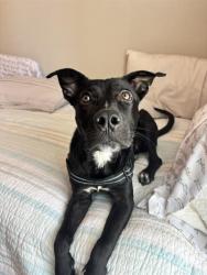Shelter Stray Female Dog last seen CHARLOTTE, 8315 Byrum Dr, Charlotte, NC 28217, USA