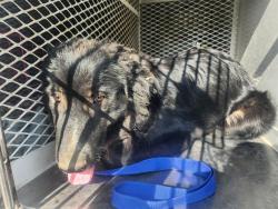 Shelter Stray Female Dog last seen Near BLOCK STOCKTON AVE, BAKERSFIELD CA 93308, 3951 Fruitvale Ave, Bakersfield, CA 93308, USA