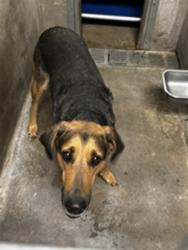Shelter Stray Female Dog last seen , 14409 Vanowen St, Van Nuys, CA 91405, USA