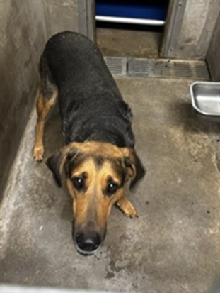Shelter Stray Female Dog last seen , 14409 Vanowen St, Van Nuys, CA 91405, USA