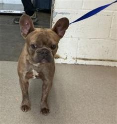 Shelter Stray Male Dog last seen LINWOOD X CENTRAL, 333 Chandler Pl, San Bernardino, CA 92408, USA