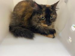 Shelter Stray Female Cat last seen Near BLOCK W MAPLEWOOD CT, 3839 W Burnham St, West Milwaukee, WI 53215, USA