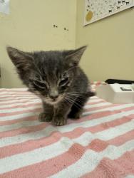 Shelter Stray Male Cat last seen CASSIO CIR, 1950 Stevenson Blvd, Fremont, CA 94538, USA