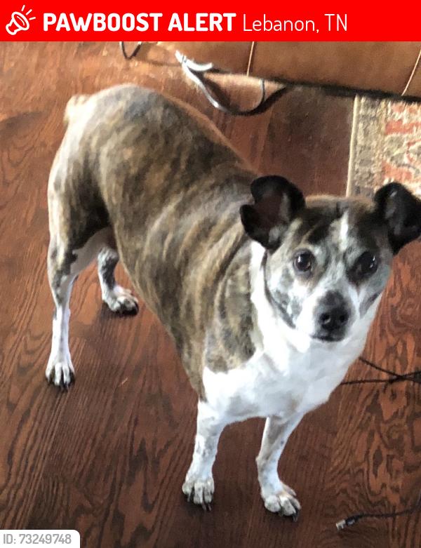 Lost Female Dog last seen Between Lebanon airport and Hartmann Drive, Lebanon, TN 37090