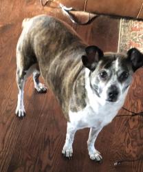 Lost Female Dog last seen Between Lebanon airport and Hartmann Drive, Lebanon, TN 37090