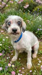 Shelter Stray Female Dog last seen , West Valley Animal Shelter, 20655 Plummer St, Chatsworth, CA 91311, USA