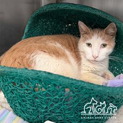 Shelter Stray Male Cat last seen BARRANCA PKWY/ADA, 6443 Oak Canyon, Irvine, CA 92618, USA