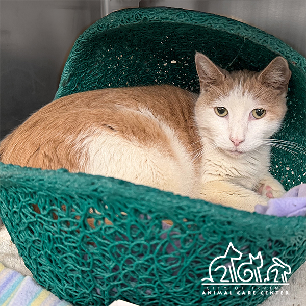 Shelter Stray Male Cat last seen BARRANCA PKWY/ADA, 6443 Oak Canyon, Irvine, CA 92618, USA