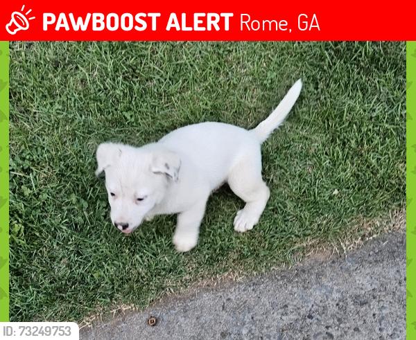 Lost Male Dog last seen Flora Ave @ Irvinwood Drive, Rome, GA 30161