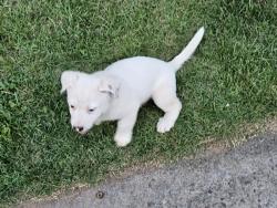 Lost Male Dog last seen Flora Ave @ Irvinwood Drive, Rome, GA 30161