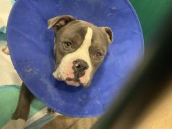 Shelter Stray Male Dog last seen HARRIS AVE & MARYSVILLE BLVD, 2127 Front St, Sacramento, CA 95818, USA