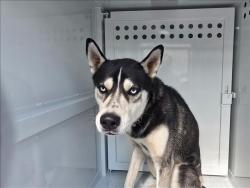 Shelter Stray Male Dog last seen , West Valley Animal Shelter, 20655 Plummer St, Chatsworth, CA 91311, USA