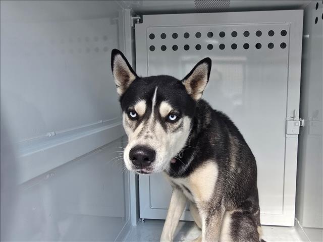 Shelter Stray Male Dog last seen , West Valley Animal Shelter, 20655 Plummer St, Chatsworth, CA 91311, USA