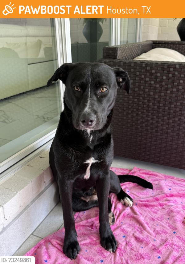 Found/Stray Female Dog last seen Westlake Place, Houston, TX 77084