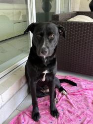 Found/Stray Female Dog last seen Westlake Place, Houston, TX 77084