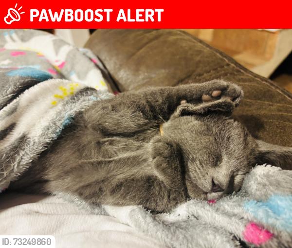 Lost Male Cat last seen San Pedro de los Baños, San Pedro de los Baños, Méx. 50755