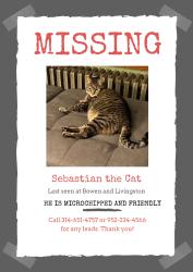 Lost Male Cat last seen Livingston and Bowen, St. Louis, MO 63116