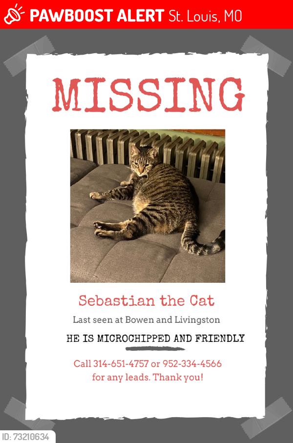 Lost Male Cat last seen Livingston and Bowen, St. Louis, MO 63116