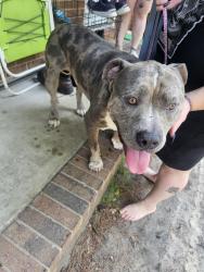 Found/Stray Male Dog last seen AARON hills, Fayetteville, NC 28304