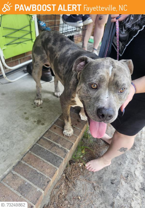 Found/Stray Male Dog last seen AARON hills, Fayetteville, NC 28304