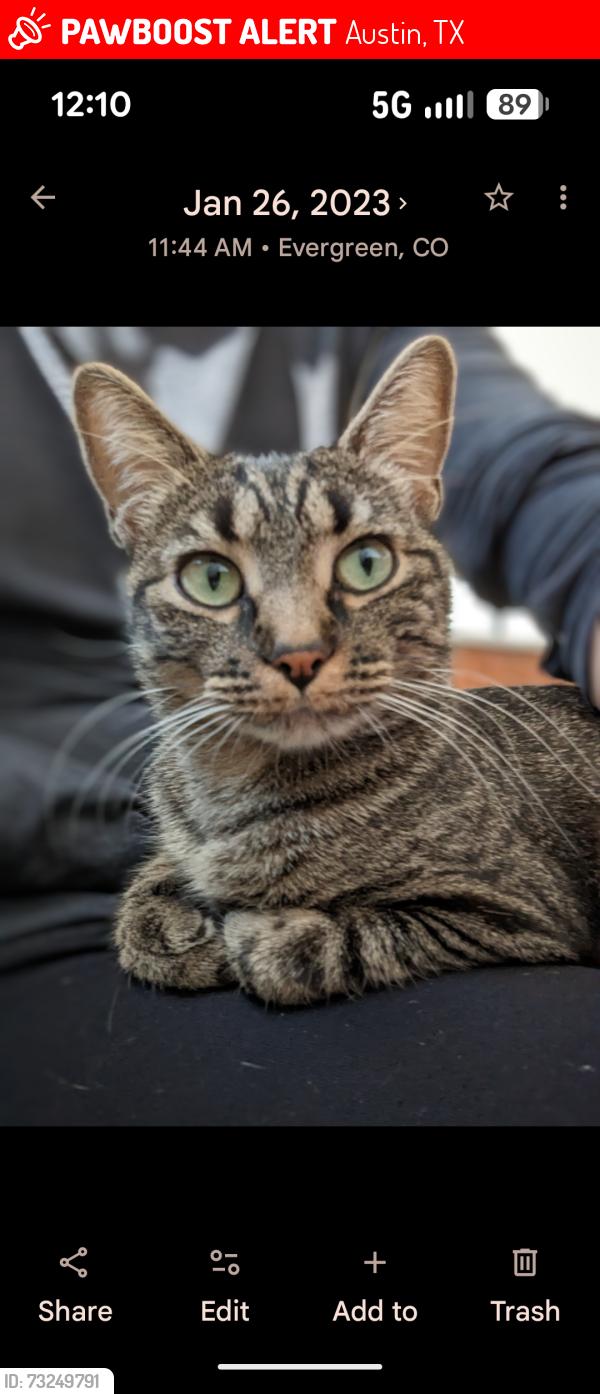 Lost Female Cat last seen Agua Vista and Stewart, Austin, TX 78734