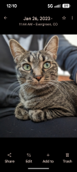 Lost Female Cat last seen Agua Vista and Stewart, Austin, TX 78734