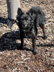 Reunited Unknown Dog last seen Airfield Park, Sacramento, CA 95834